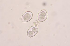 Coccidios spp y tu mascota