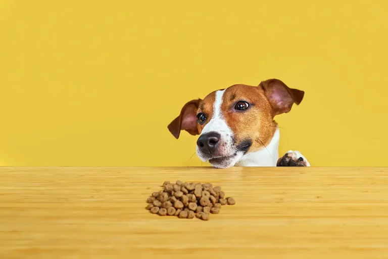 El típico perro mal comedor o poco comedor no existe
